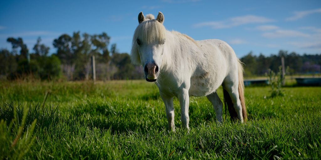 horses, mental health, counselling, equine, NDIS