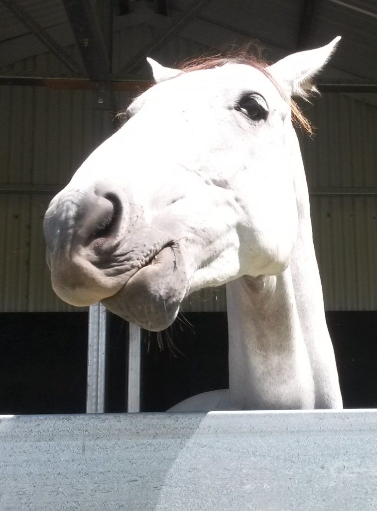 horses, miniature horses, ponies, psychotherapy, mental health, wellbeing