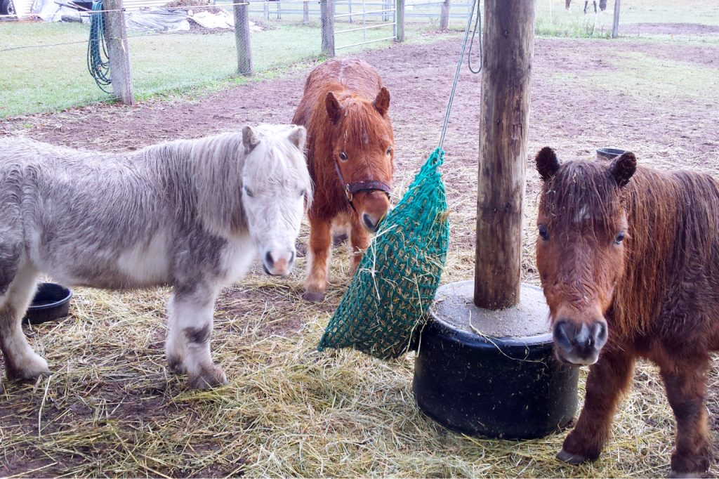 horses, miniature horses, ponies, psychotherapy, mental health wellbeing