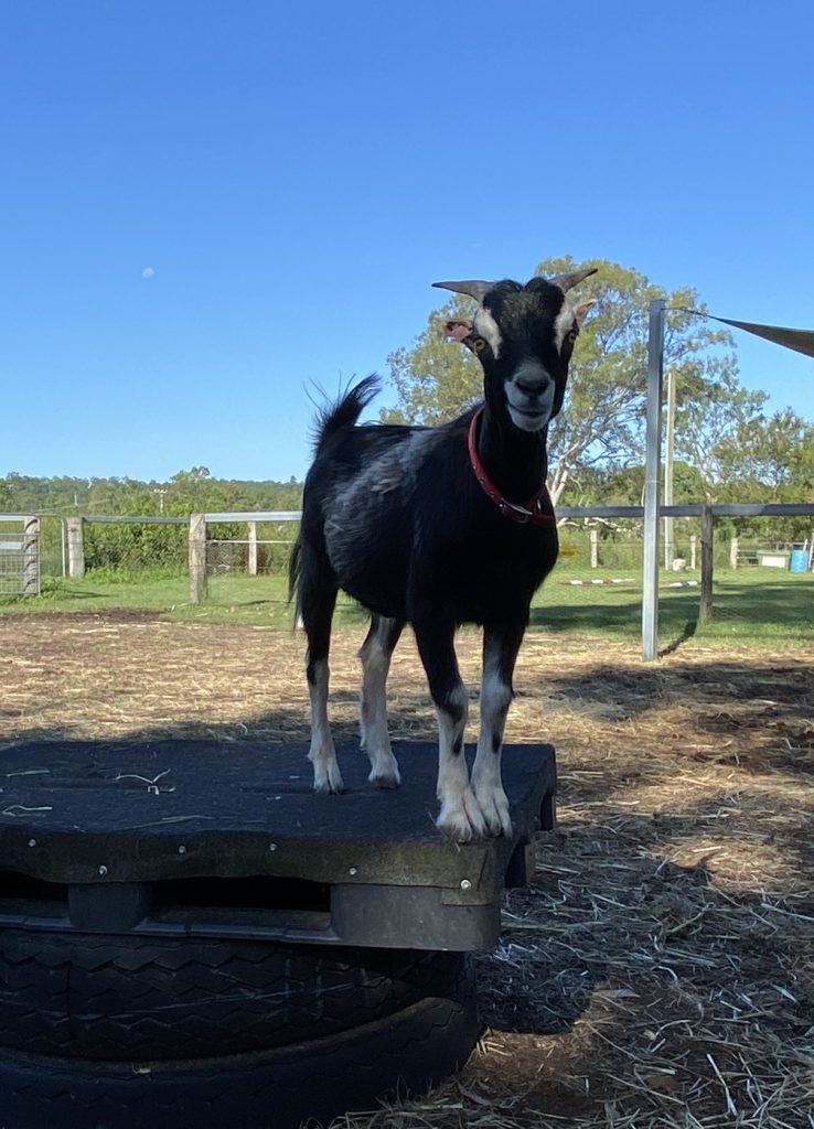 horses, miniature horses, ponies, psychotherapy, mental health, wellbeing