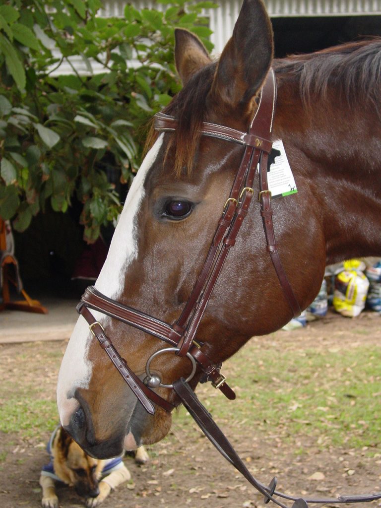 horses, ponies, psychotherapy, mental health, wellbeing